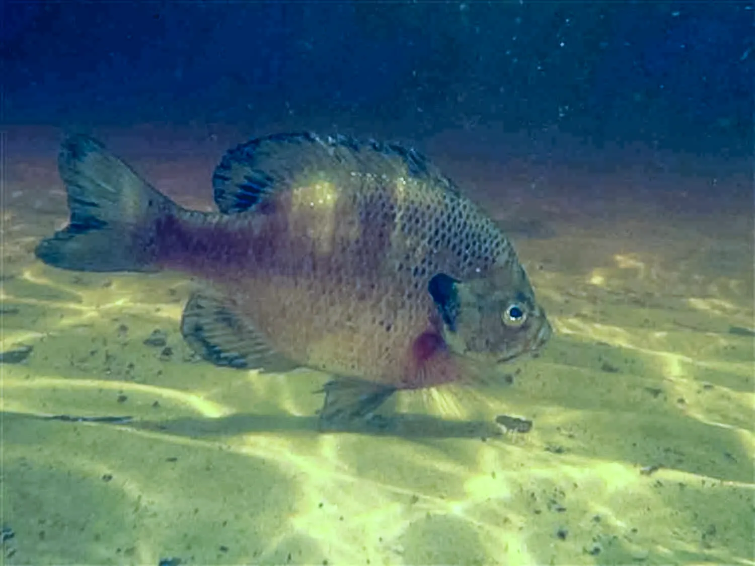 Restauração FiveMeters de Bluegill em água âmbar: Escamas azul-acinzentadas e peito vermelho-violeta retornam contra a areia quente da água doce iluminada pelo sol.