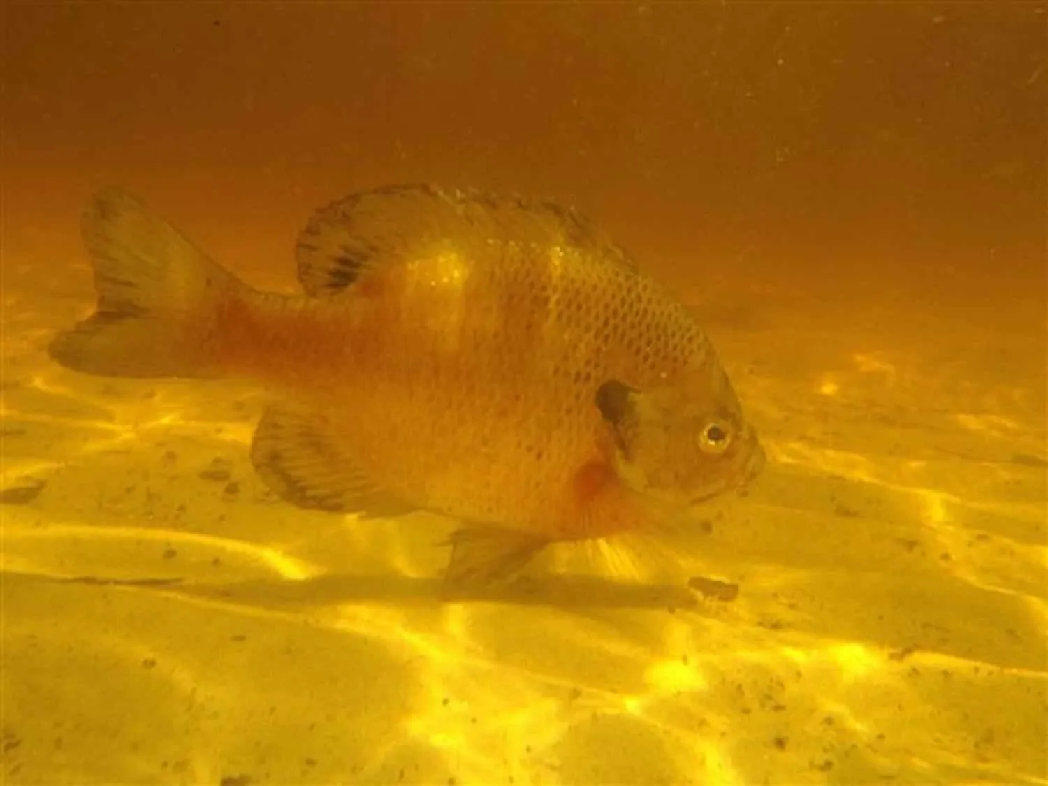 Fotografia subaquática original sem edição: Bluegill em água âmbar
