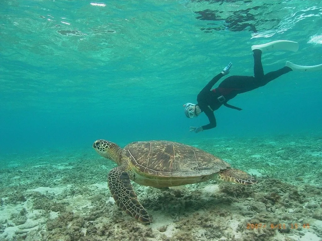 Originales, unbearbeitetes Unterwasserfoto: Meeresschildkröte und Schwimmer