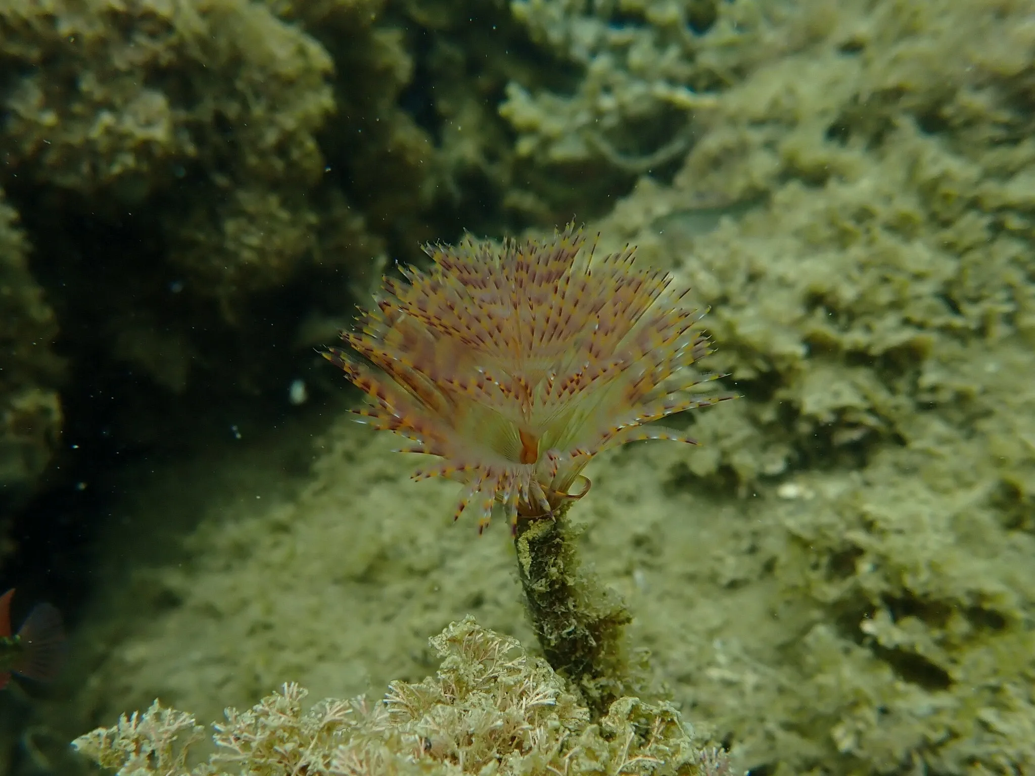 Originales, unbearbeitetes Unterwasserfoto: Fächerwurm in Nahaufnahme