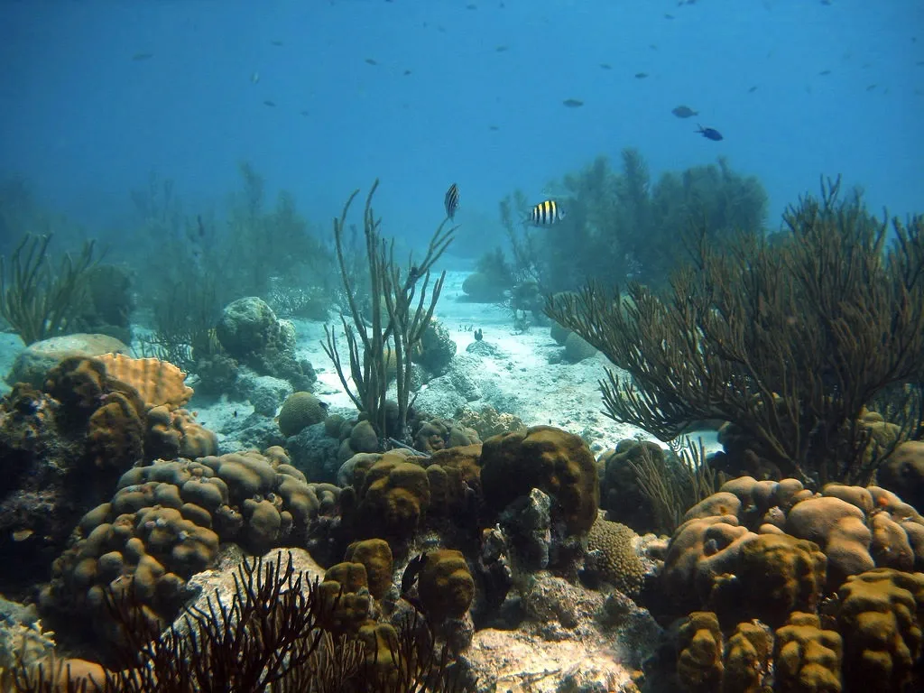 FiveMeters restoration of Wide reef landscape: Pale sand channel and ochre corals recover while distant reef cools into blue haze.
