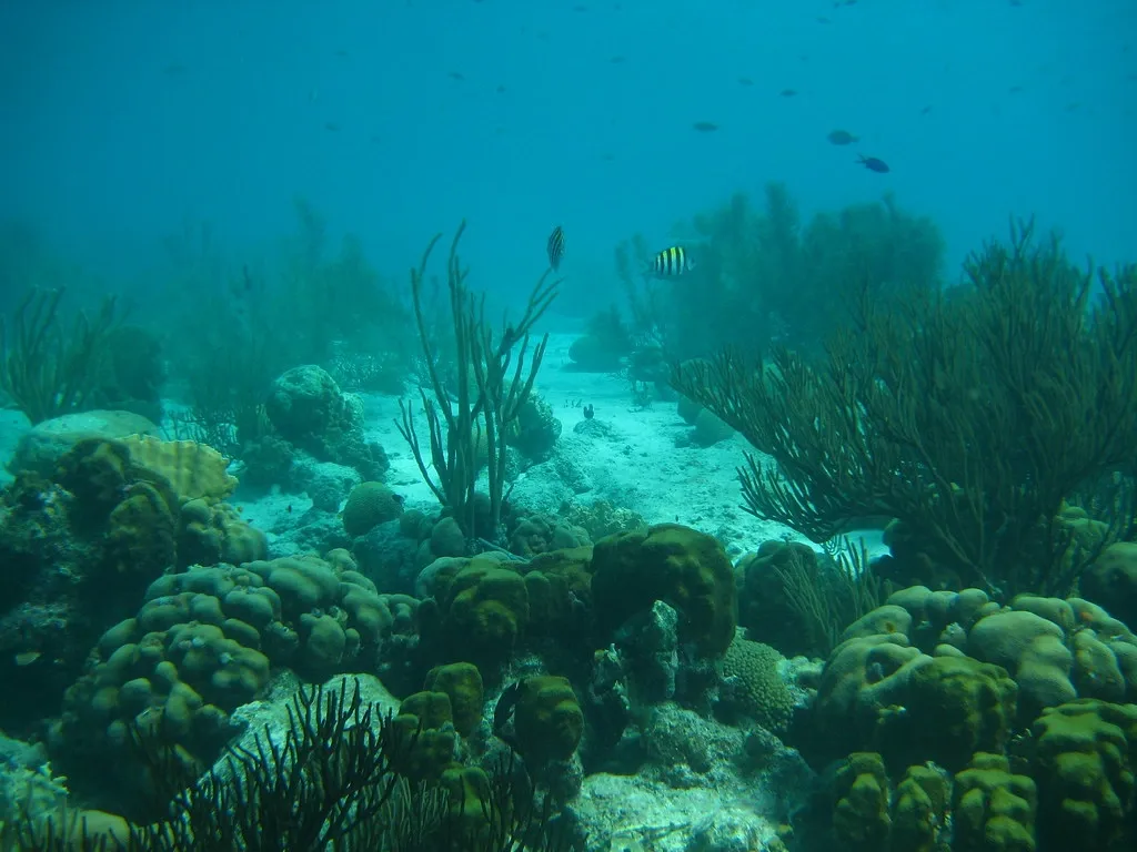 Original unedited underwater photograph: Wide reef landscape