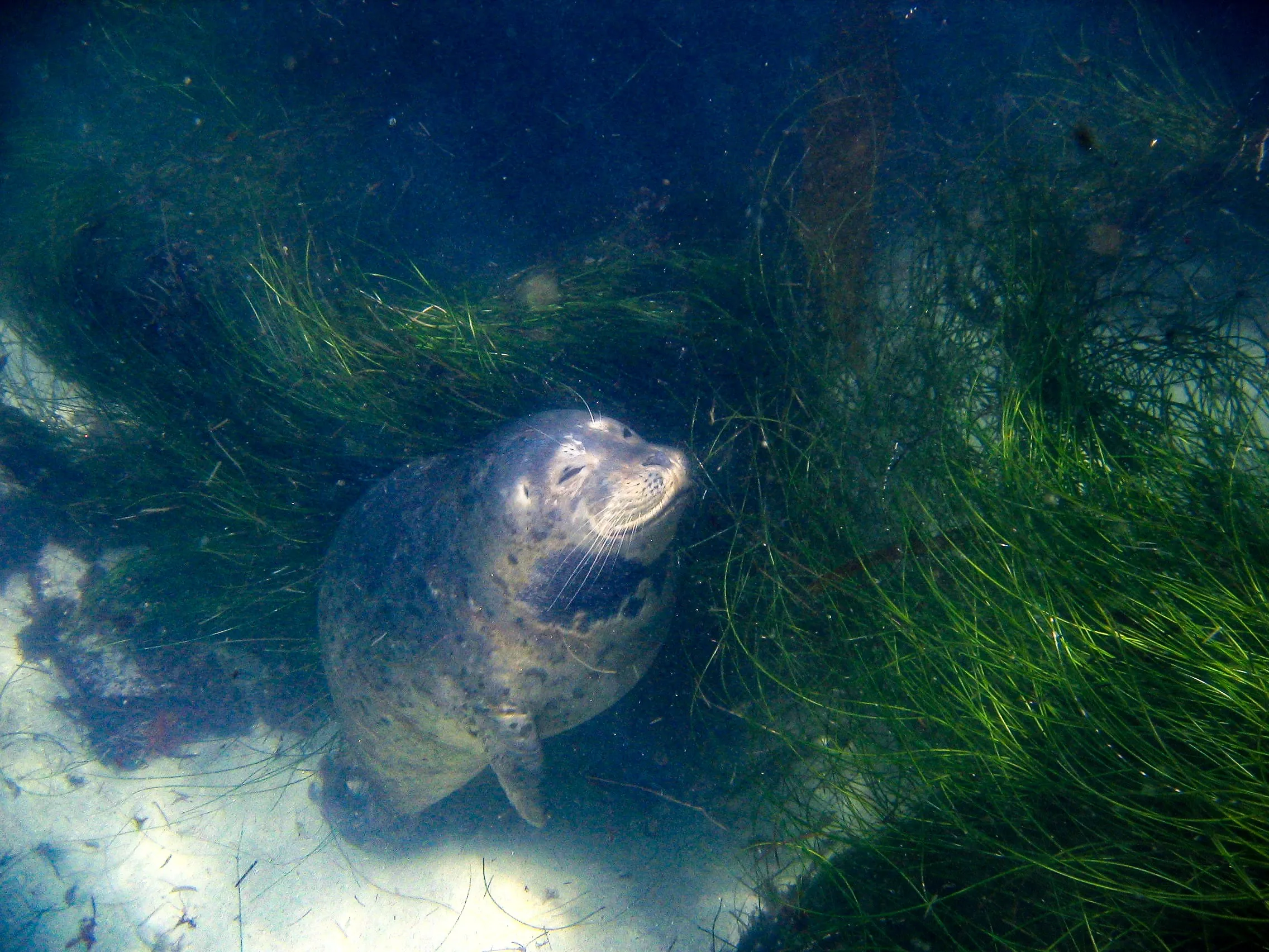 FiveMeters-Restaurierung von Seehundrobbe im Seegras: Graues Fell und Flecken trennen sich vom trüben grünen Seegras, ohne den Sand zu verfärben.