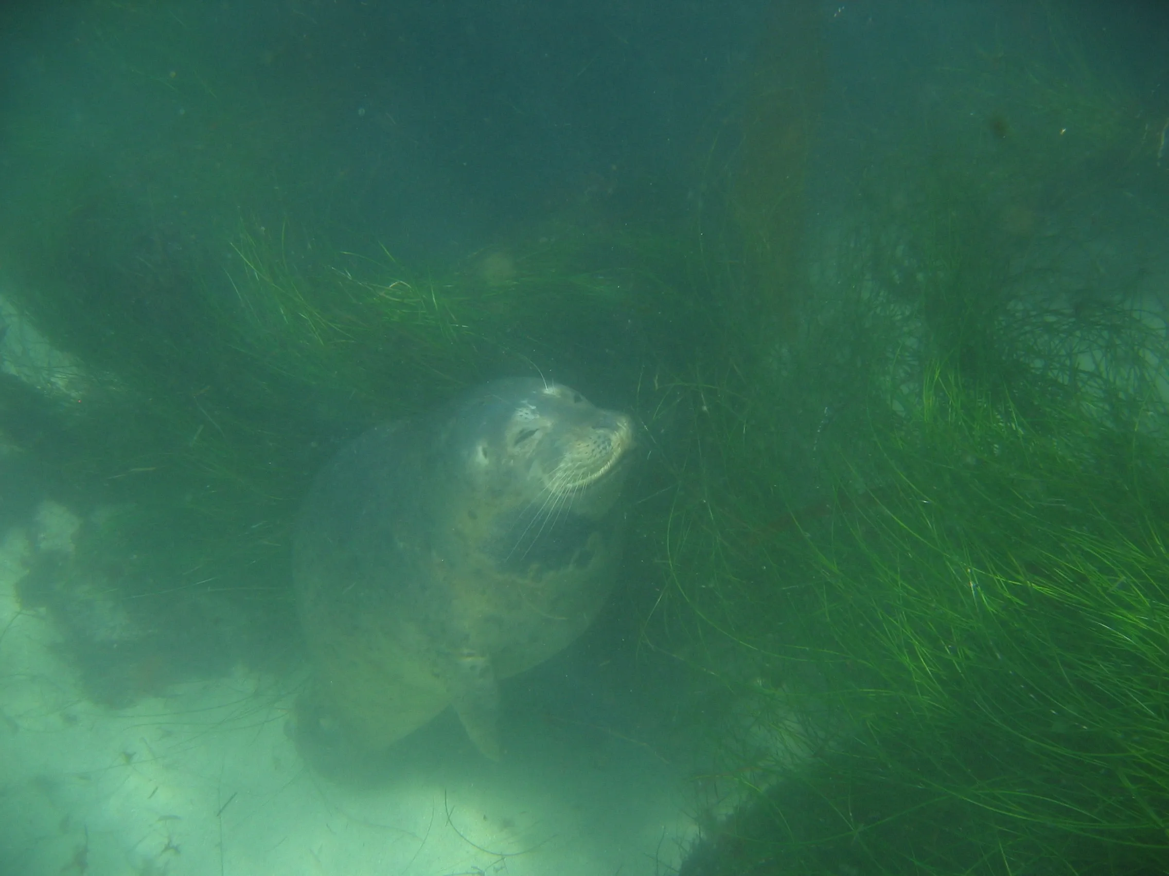 Originales, unbearbeitetes Unterwasserfoto: Seehundrobbe im Seegras