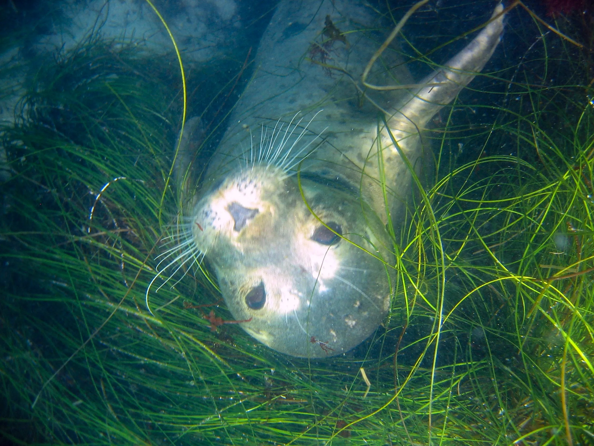 Restauración de FiveMeters de Primer plano de una foca común: El pelaje gris parduzco neutro y los bigotes se refuerzan mientras la hierba verde permanece verde alrededor de un punto brillante de flash.