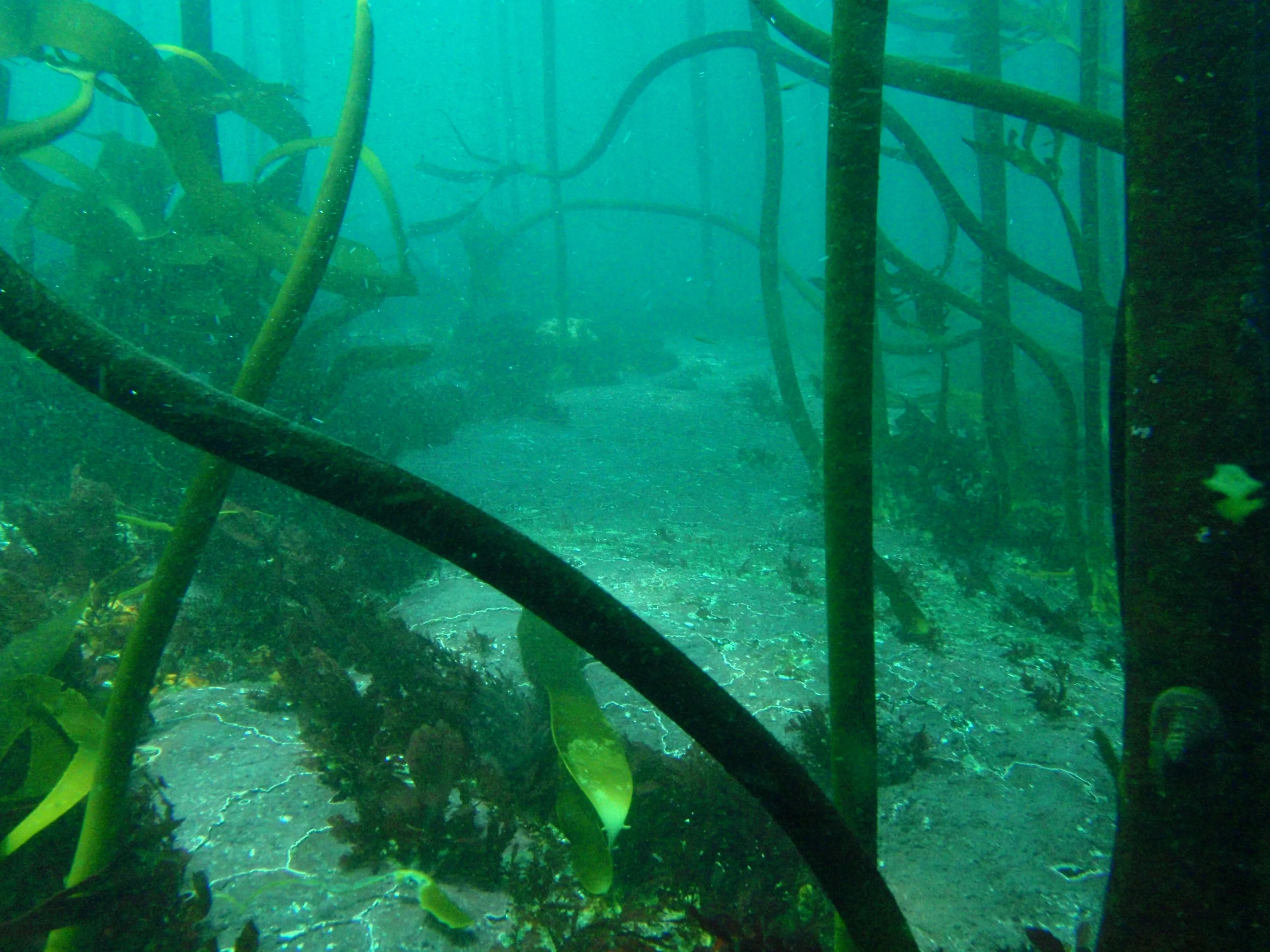 Photo sous-marine originale non retouchée : Forêt de varech sur le site de l’épave Umhlali