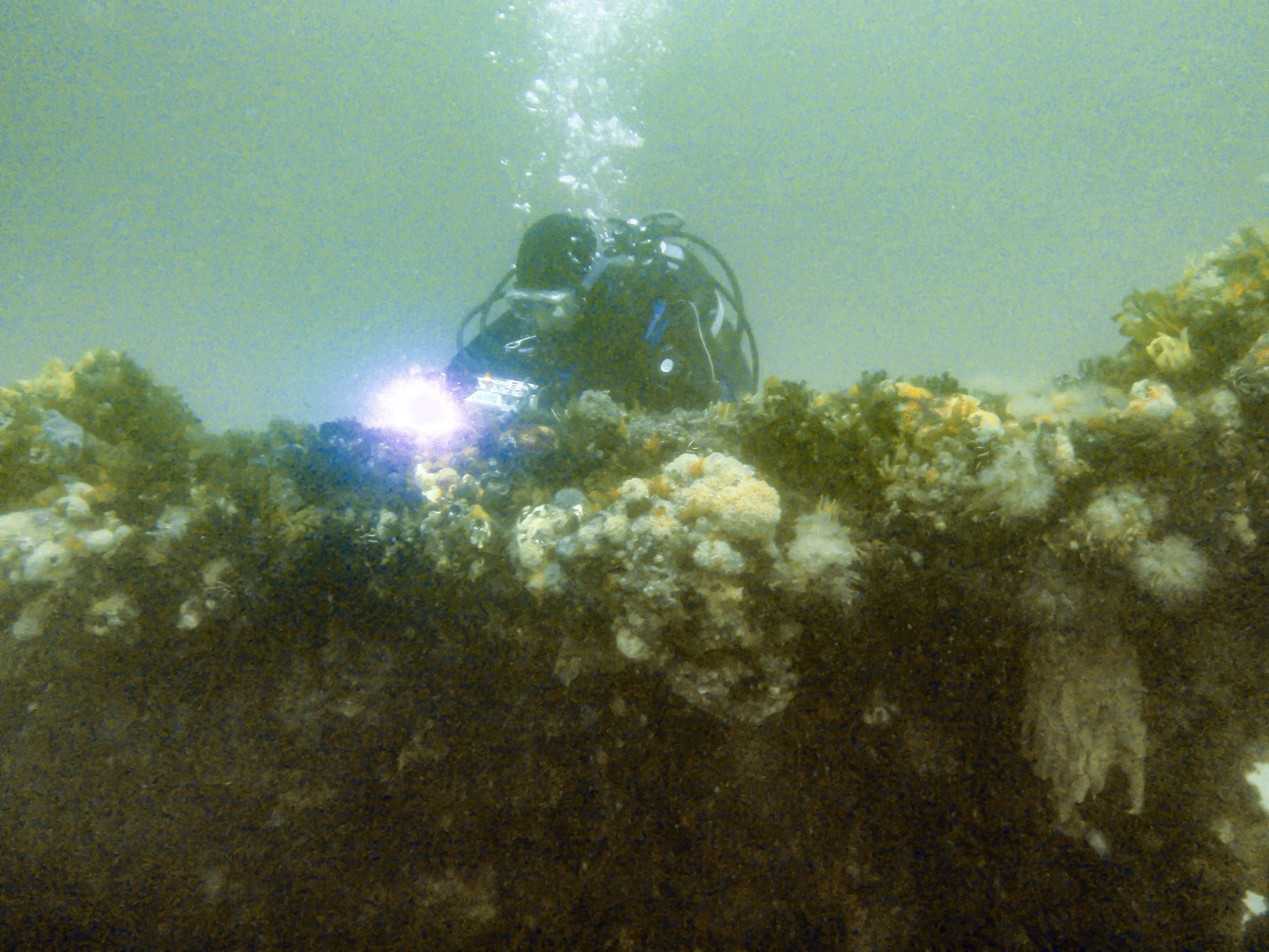 FiveMeters 還原的Eastern Ark Rock 沉船旁的潛水員:沉船上的附著生物和潛水裝備與低能見度的黃綠水色分離。