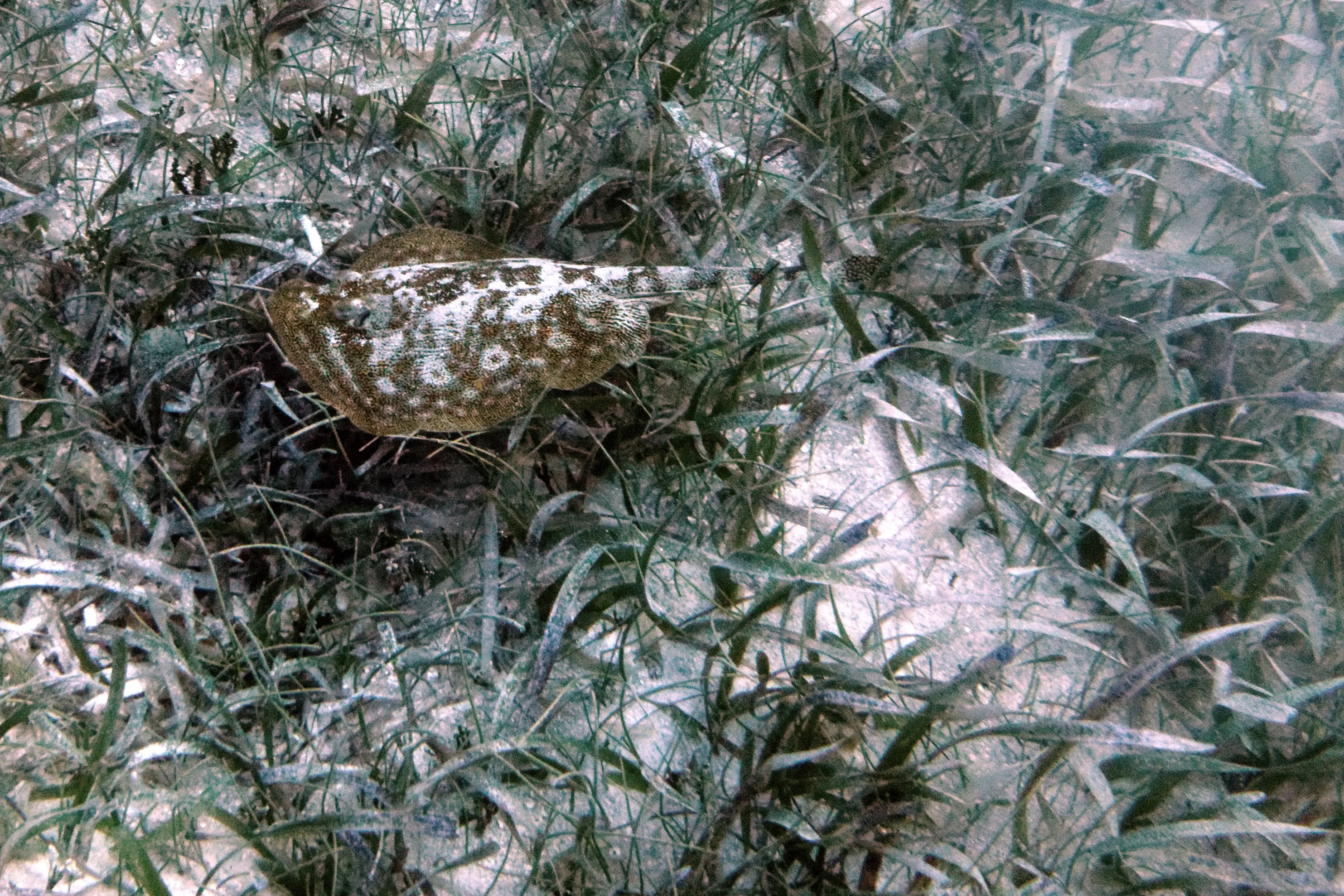 Restauration FiveMeters de Poisson plat camouflé dans les herbiers : Le moucheté brun-olive du poisson plat devient lisible sans détruire son camouflage dans l’herbe sombre.