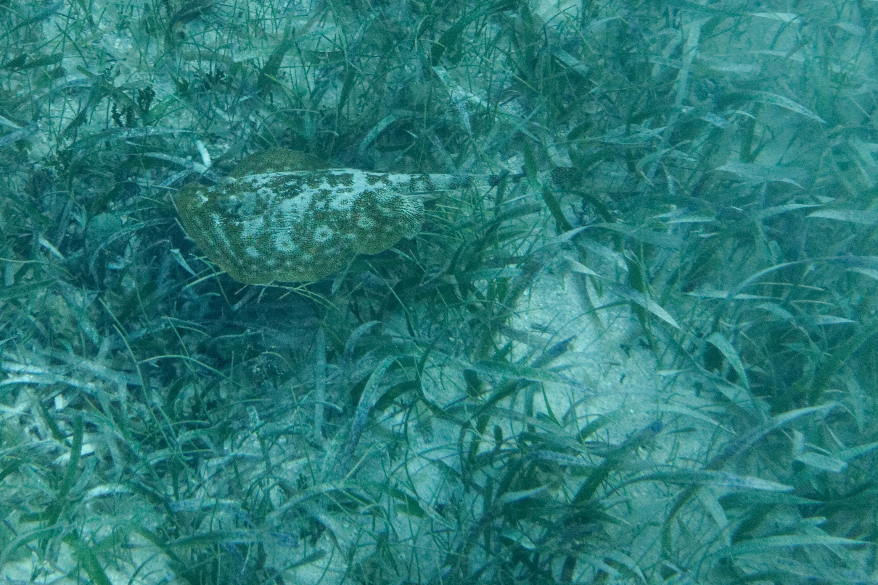 Photo sous-marine originale non retouchée : Poisson plat camouflé dans les herbiers